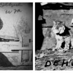 “1917, Dehue, Logan County, West Virginia. Peter Flanigan took this picture while sinking the Dehue Mine shaft and slope, and noted on the back it was “Wild Cat Bill”. He also took a separate picture of the cat which appears to be a Bobcat. “Wild Cat Bill” apparently was a local resident who was hired-on to help with shaft and slope work at Dehue.” Courtesy of Richard Flanigan. Wild Cat Bill, Dehue 1917