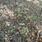 (249) Great Aunt Lydia Cemetery at Crooked Creek Great Aunt Lydia