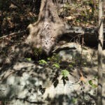 (276) Cemetery at Crooked Creek Crooked Creek Cemetery