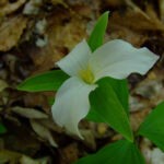 Wild flower taken by Ralph Mcneely at one of the walking trails at Chief Logan State Park. Chief Logan State Park, Logan County, WV