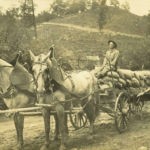 WV wagon hauling grain. WV wagon hauling grain