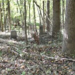 (168) Cemetery at Crooked Creek 168