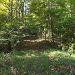 Path to the Hainor Cemetery courtesy of Diane Vinson Childers. Path to the Hainor Cemetery