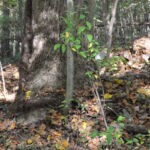 (90) Cemetery at Crooked Creek 90