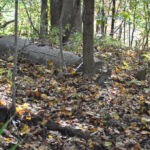 (92) Cemetery at Crooked Creek 92