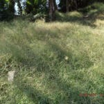 McDonald Cemetery at Peach Creek courtesy of Diane Vinson Childers. McDonald Cemetery