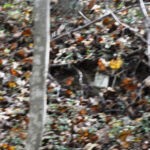 Small headstones Cemetery at Crooked Creek Cemetery at Crooked Creek