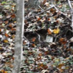Cemetery at Crooked Creek