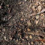 Old coal bank at Lyburn. Lyburn, WV