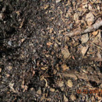 Old coal bank at Lyburn. Lyburn, WV